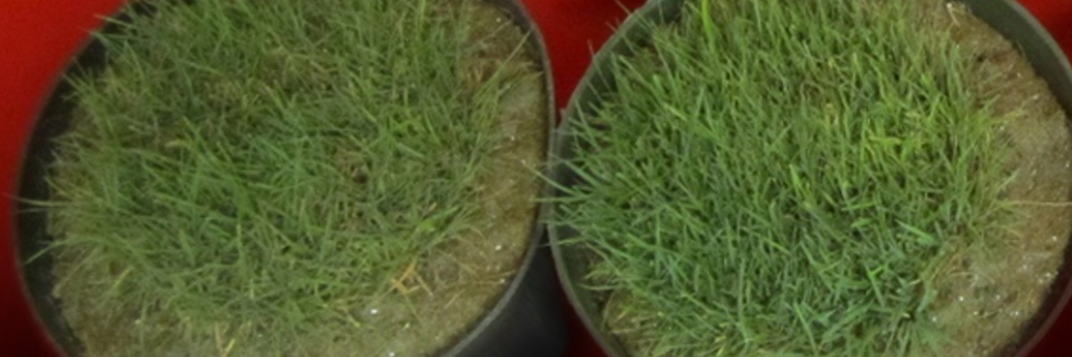 http://files.harrells.com/www/Comparison Photo-2.jpg